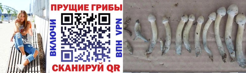 kraken зеркало где продают наркотики Струнино Псилоцибиновые грибы Psilocybine cubensis